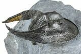 Gorgeous Scotoharpes Trilobite - Boudib, Morocco #363010-2